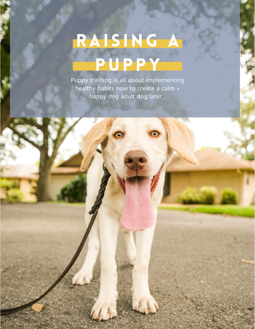 Obedience Training Happy Dog Basic Basic Dog Obedience Training