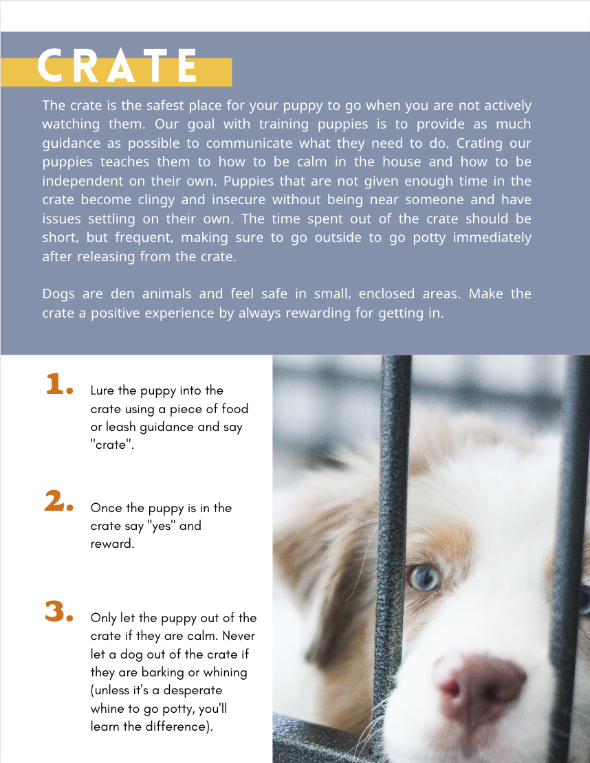 Puppy Training Guide